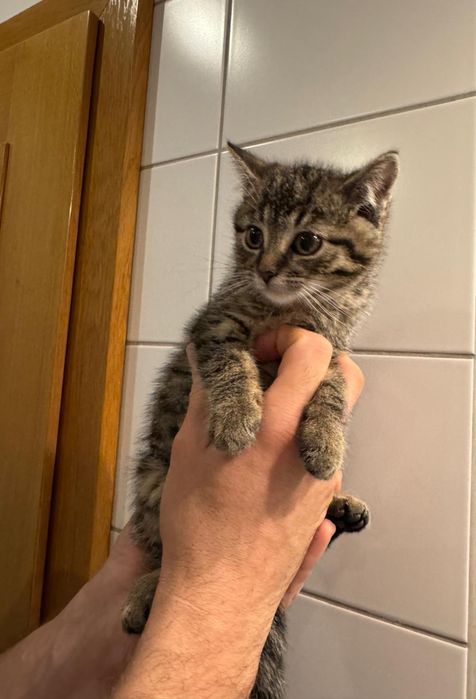 Oddam , 3 male koty , kocurki za darmo