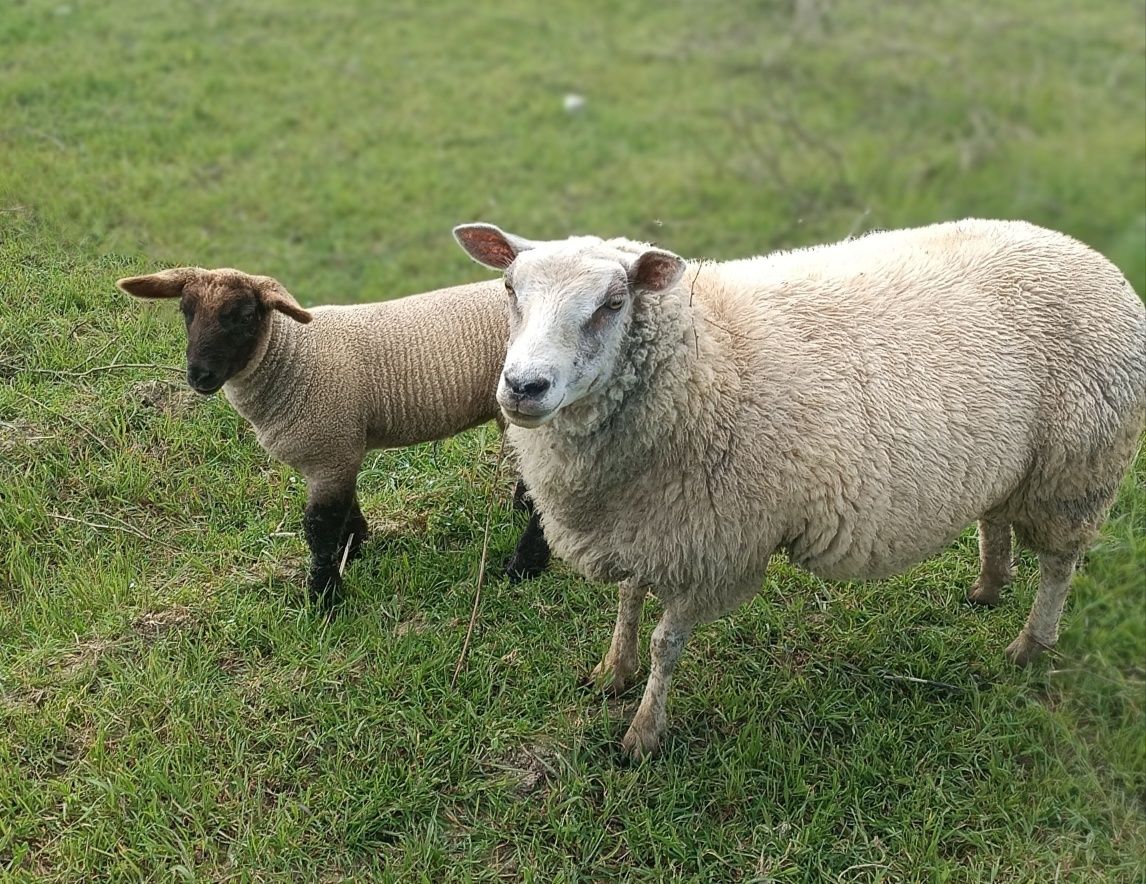 Ovelha raça texel mais borrega
