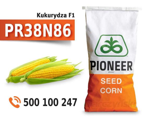 PR38N86 - kukurydza Pioneer - nasiona kukurydzy - dostawa GRATIS