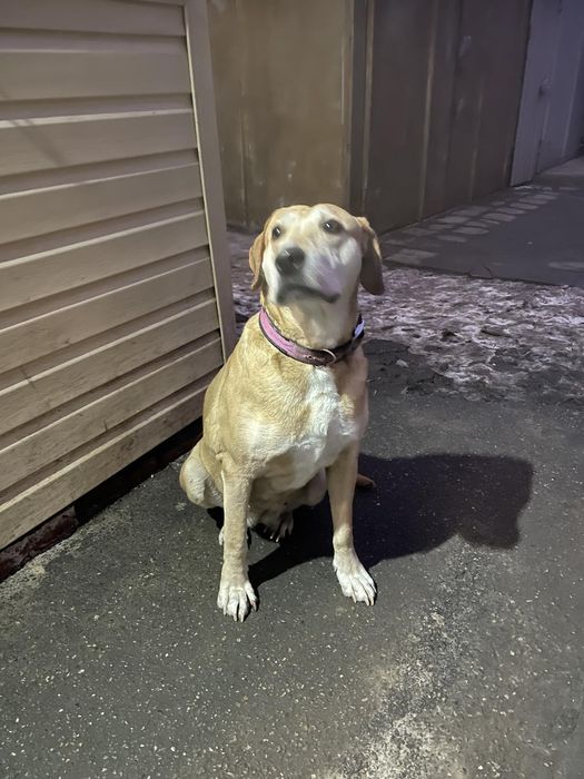 Замечена собака, основа