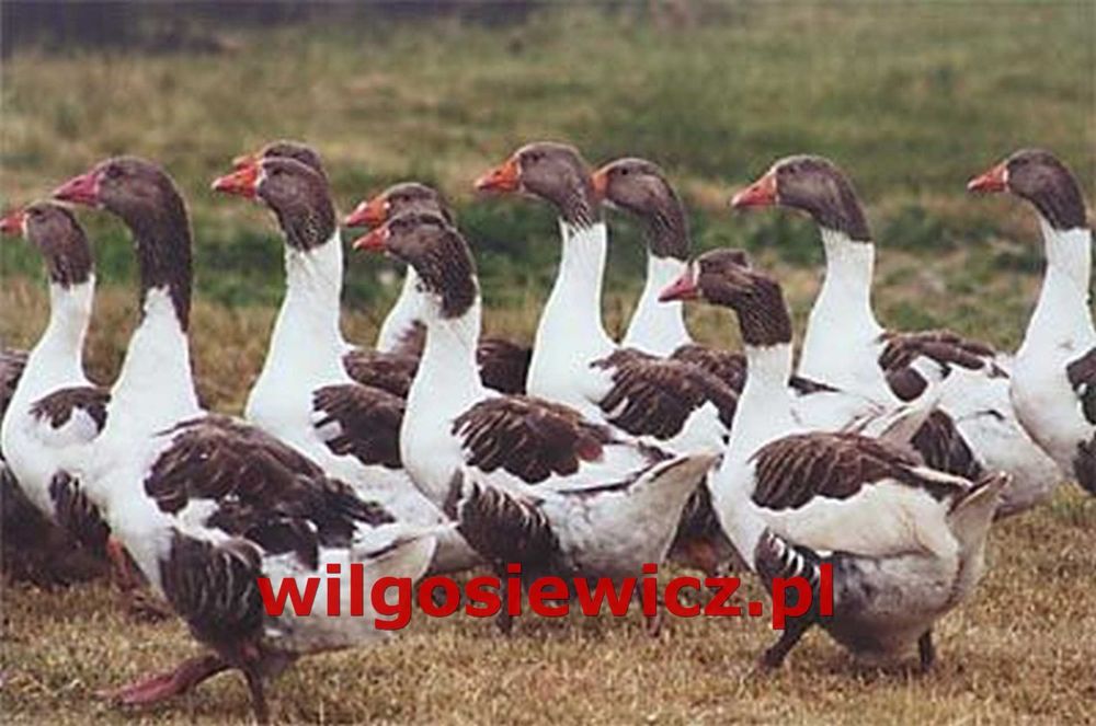 Gęsi na wagę kołudzka, landes, kubańska