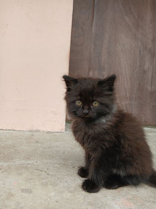 Продається котик