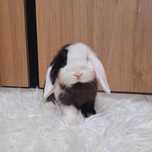 Mini Lop królik miniaturka domowy