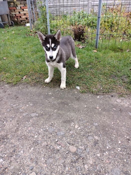 Syberian Husky - Piesek *