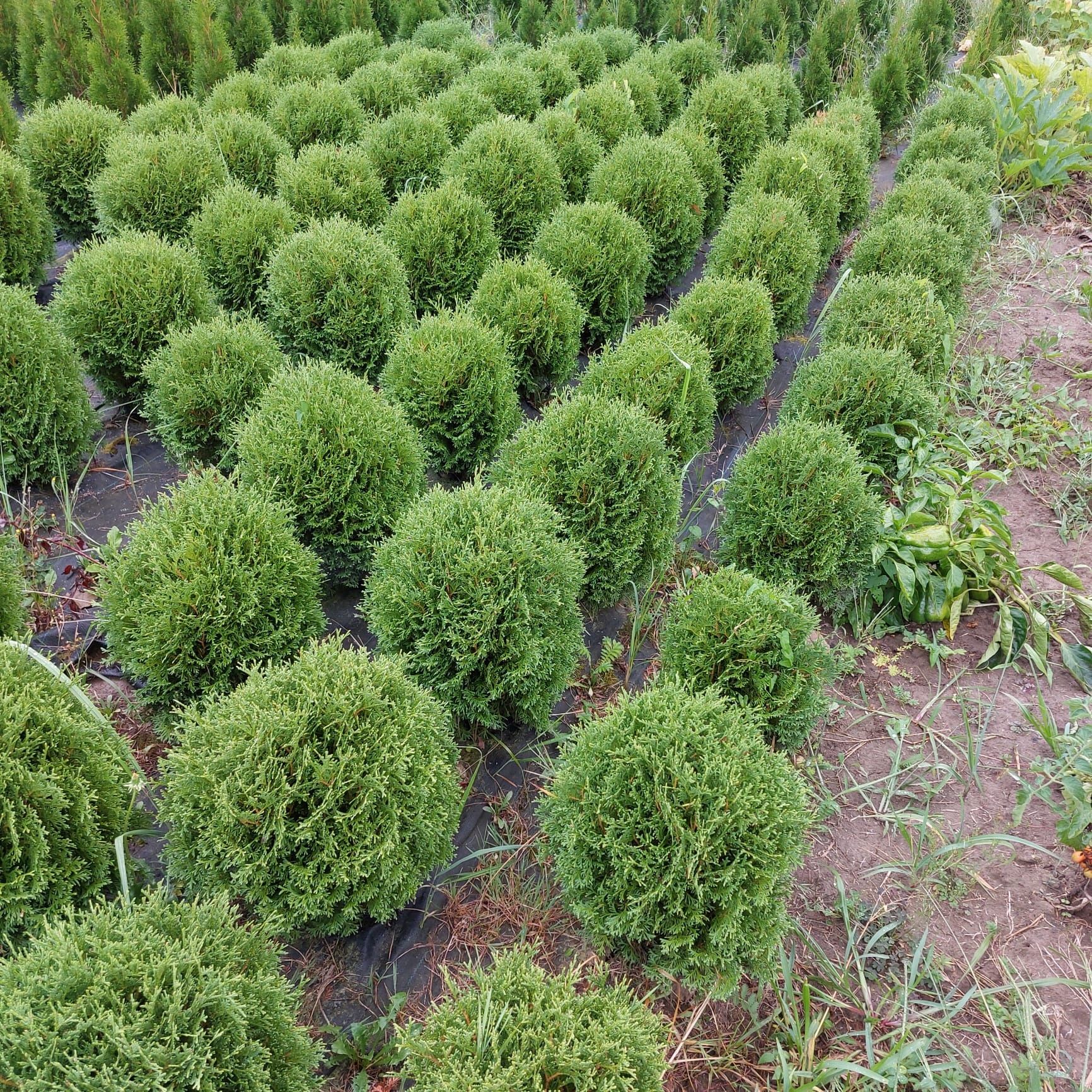Thuja tuja Hoseri kulka