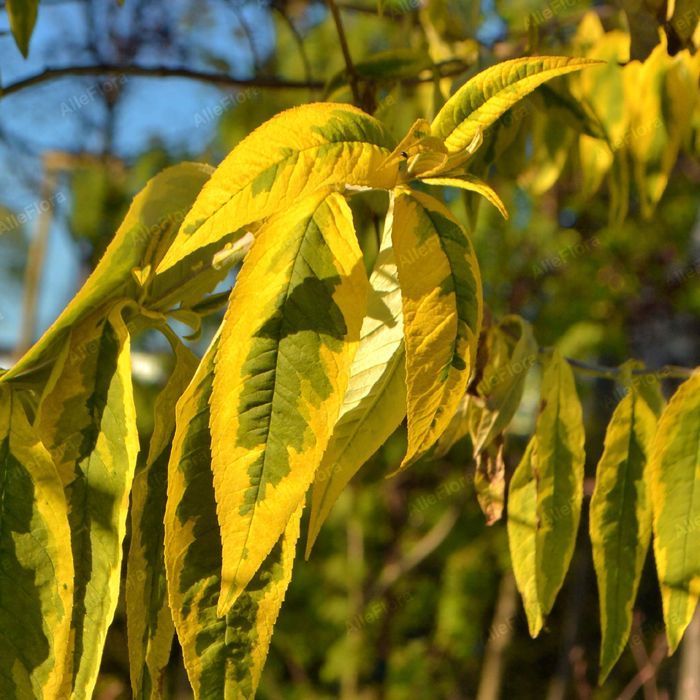 Budleja Dawida 'Santana' (Buddleja davidii) Doniczka 2.0L