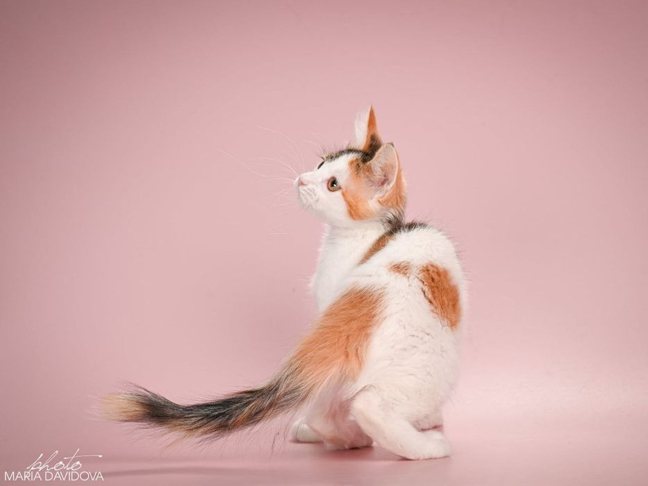 Отдам даром в добрые руки трехцветную кошечку