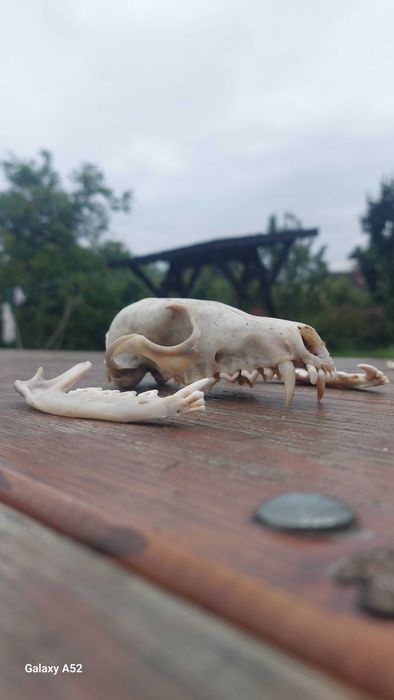 Черепи голови лисиці