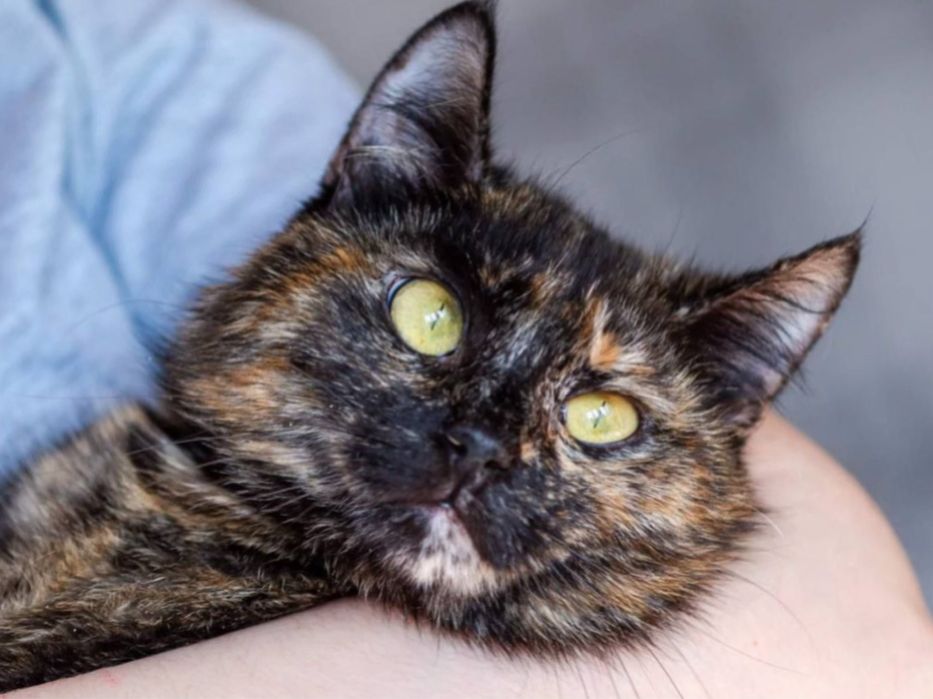 Рейф, нежная и трогательная девочка, кошка