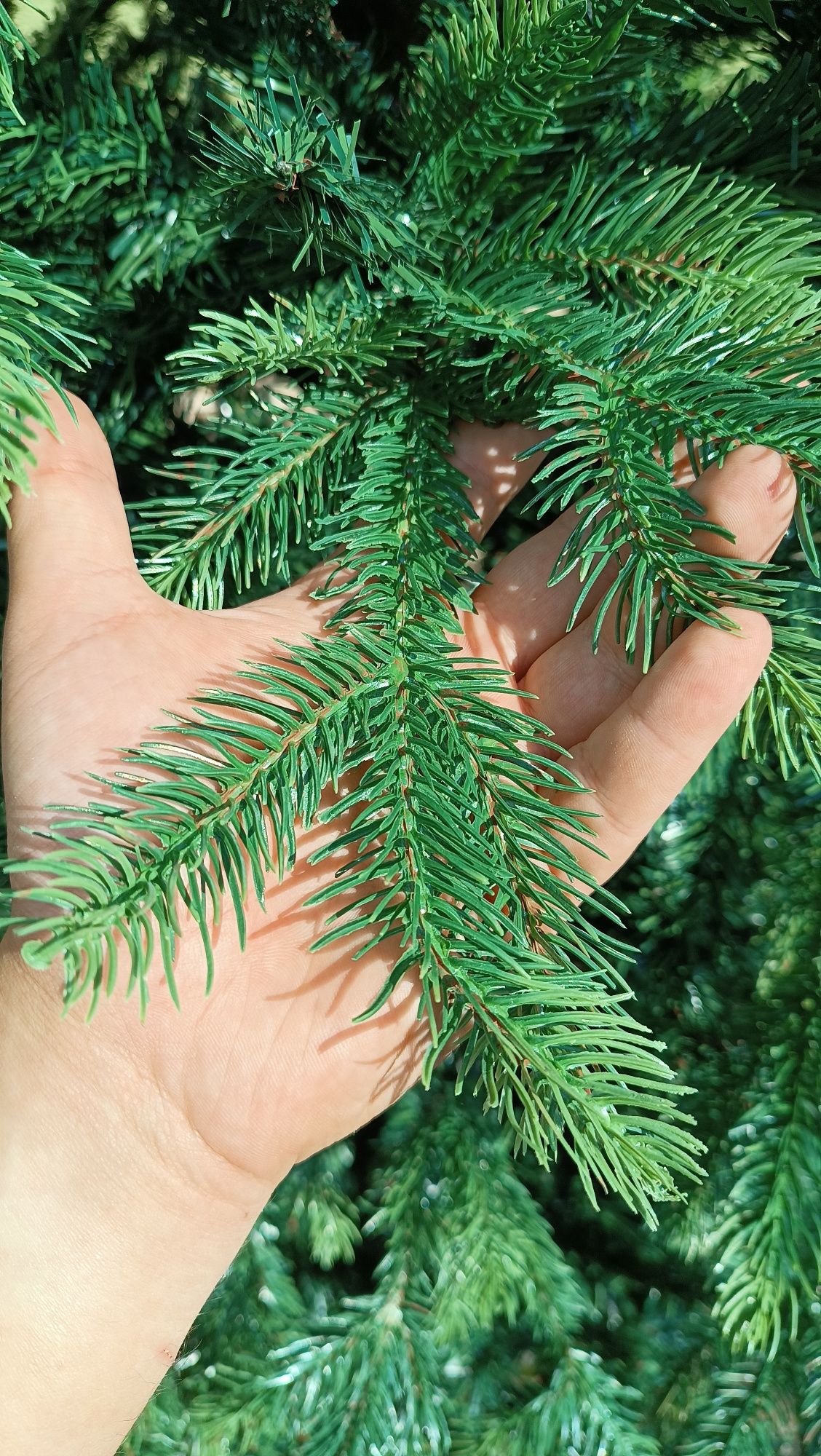 Najtańsza Wielka Sztuczna Choinka 200cm - Nowa, Wygląda jak żywa