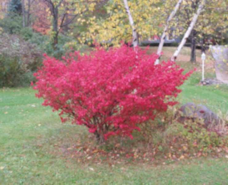 TRZMIELINA OSKRZYDLONA - sadzonki w doniczkach !!!