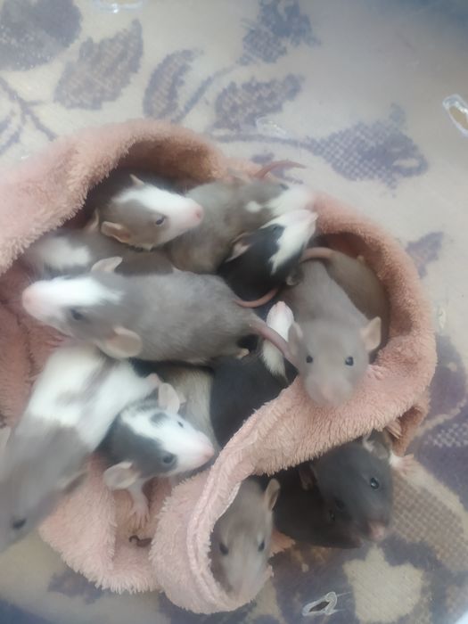 Szczury,szczurki Dumbo