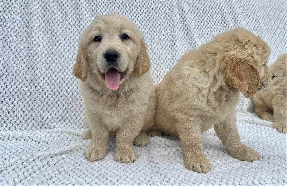 Szczenię Golden Retriever z rodowodem GOTOWE DO ZMIANY DOMU