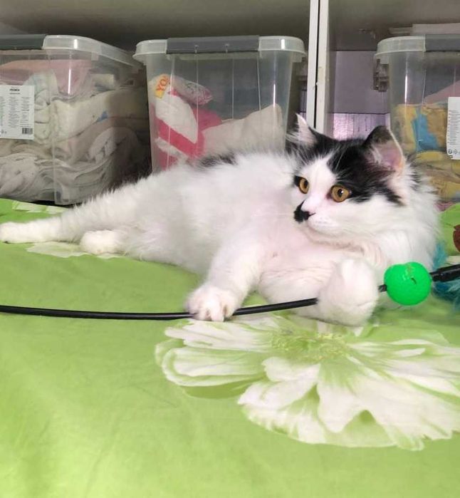 РОЗКІШНИЙ котик Матрос, лагідний, товариський муркотун!