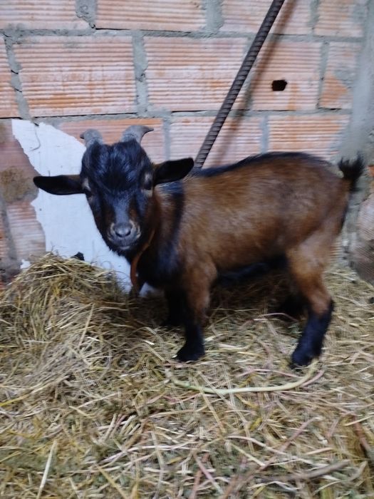 Chibo anão  6 meses