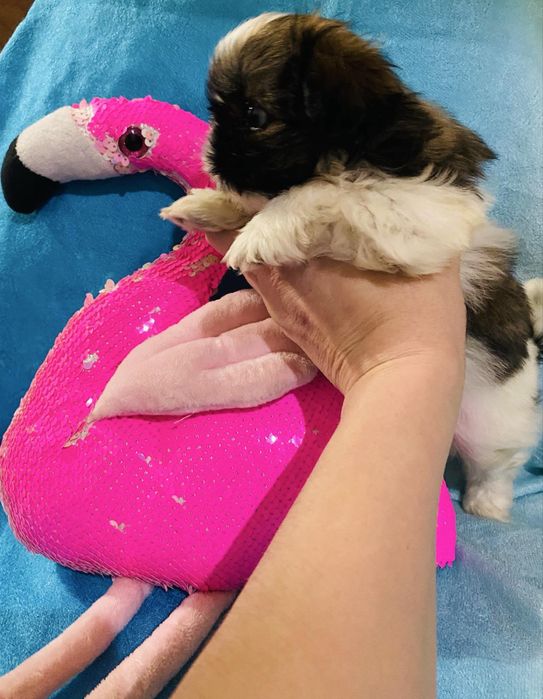 Мини щеночек ши-тцу