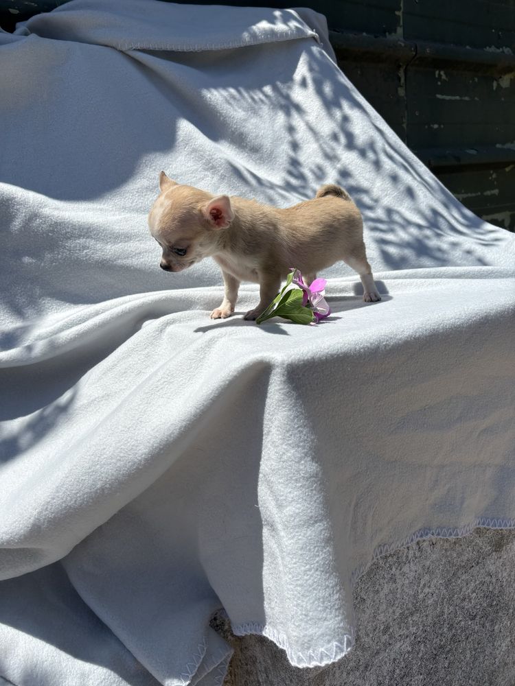 Chihuahua femea mini pelo curto