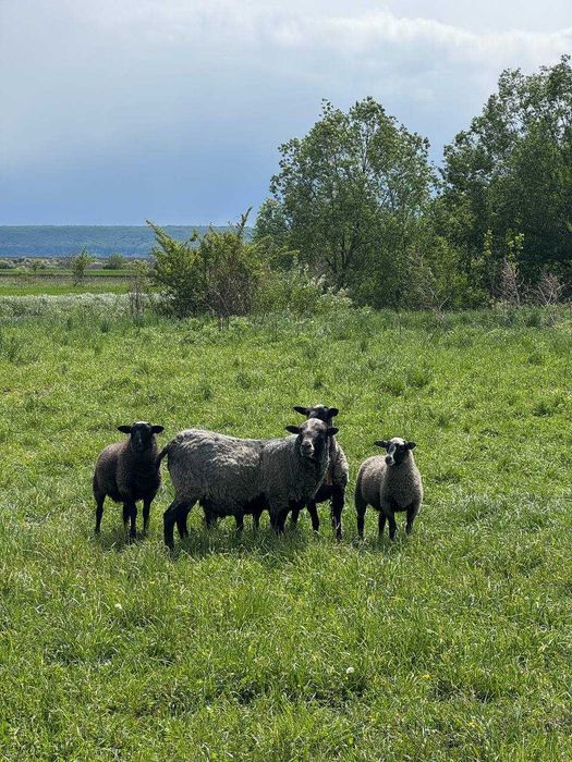 Продам вівці романівської породи