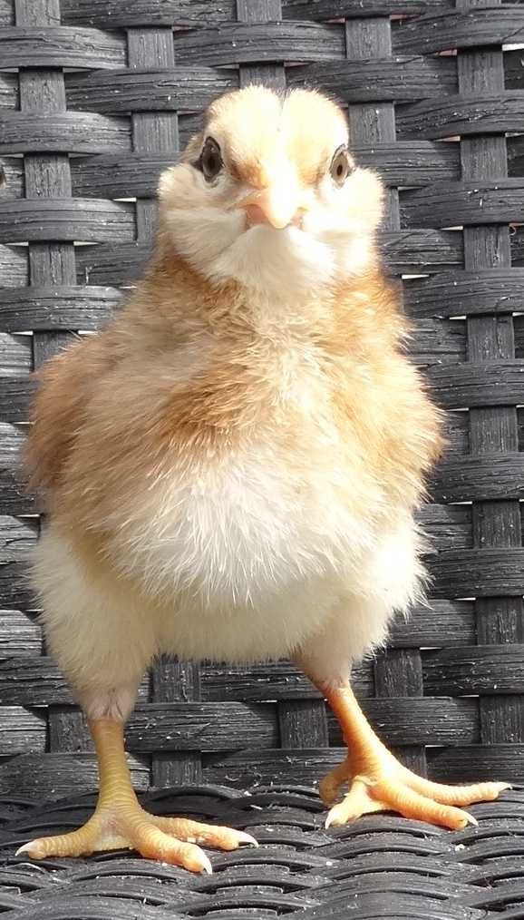 araukany araucan kury