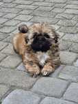 SHIZ TZU brazowa suczka shih tzu