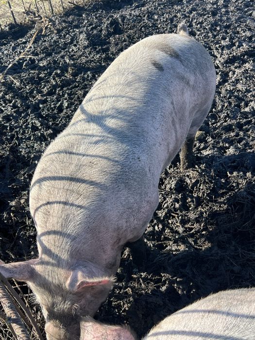 Продам свиней мʼясної породи Макстер