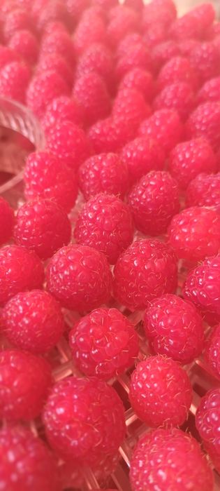 Малина сушена з Карпат.