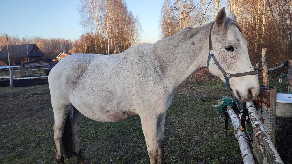 Konie w pełni ujeżdżone, spokojne, tzw profesory