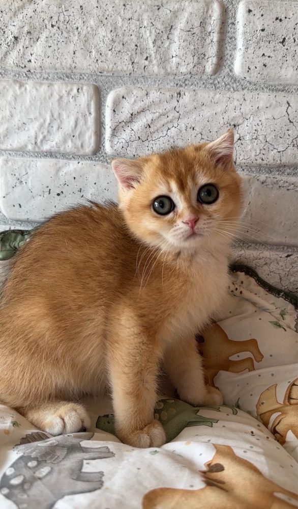 Хлопчик золотко 2.5 міс