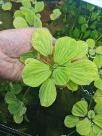 Pistia rozetkowa. Pływająca roślinka do akwarium