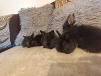 Króliki miniaturki mini lop