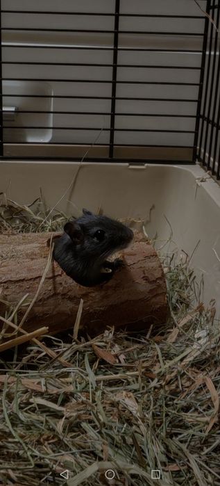 Myszoskoczki oddam w dobre ręce