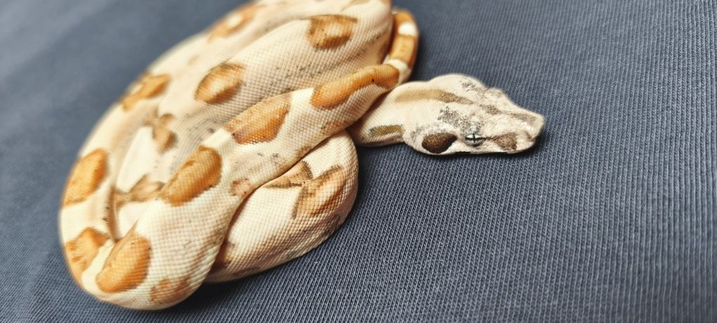 Węże zbożowe Hypo (Salmon) Jungle het Albino sharp
