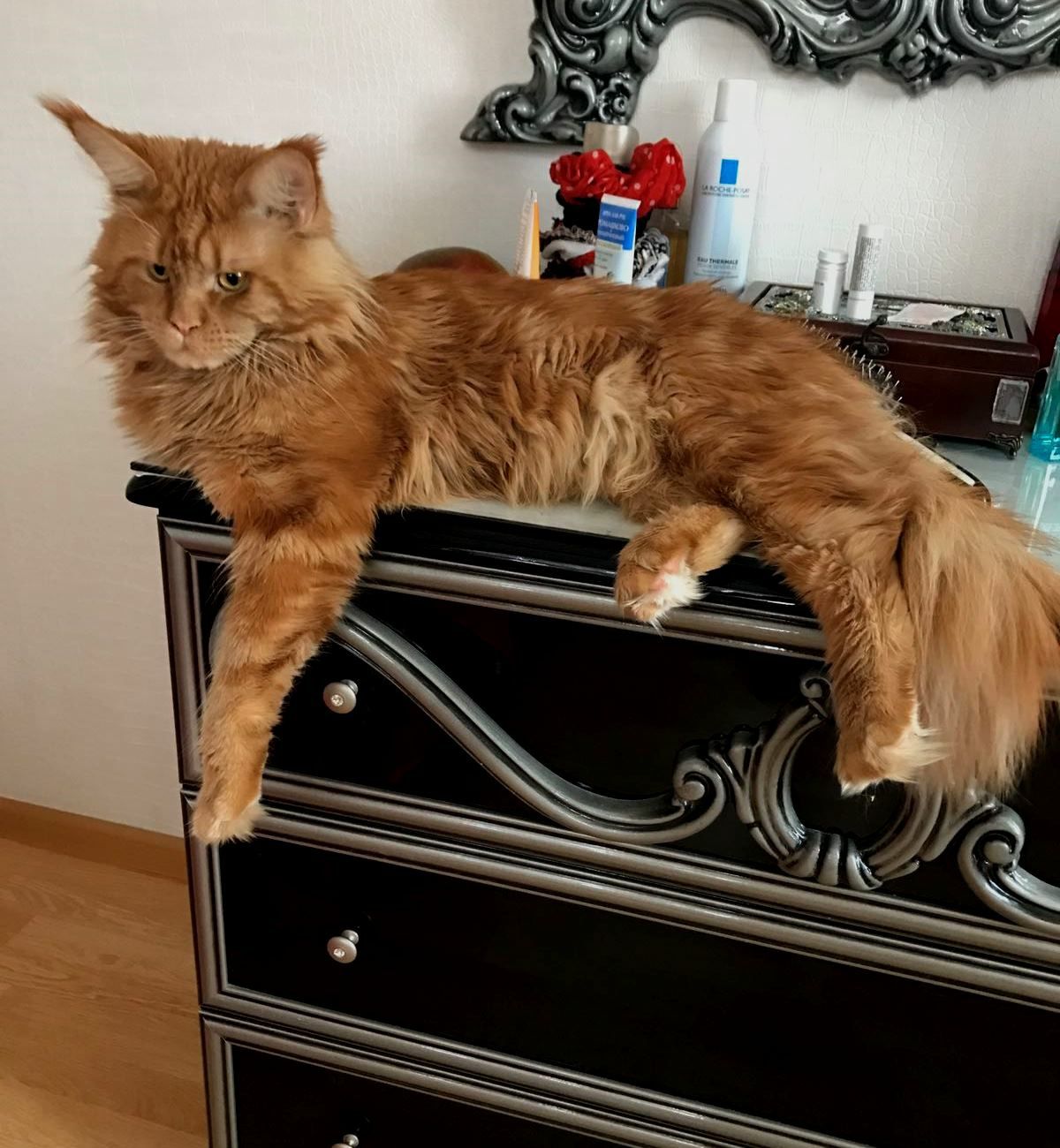 Красный солид мальчик Maine Coon  MCO d