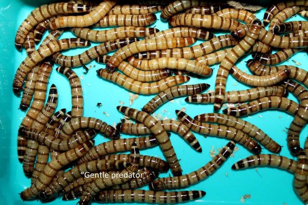 Zophobas morio. Живий корм.