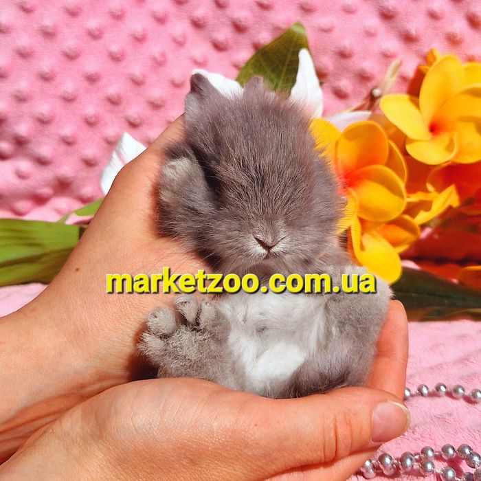 карликовый мини мiнi mini кролик карликовые кролики серебро шиншила