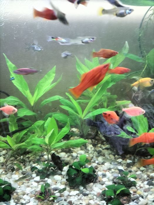 Rybki mieczyki i glupki