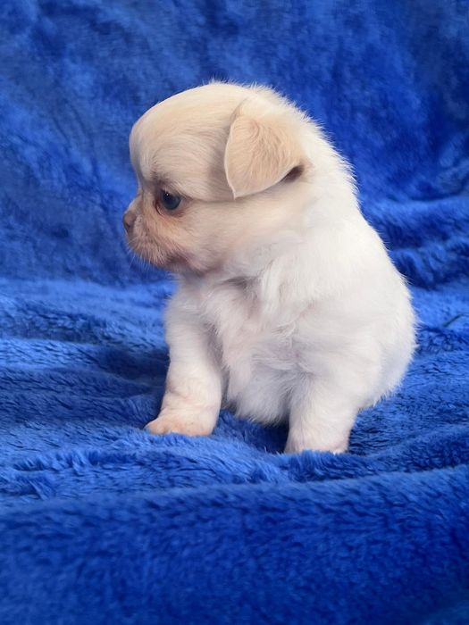 Chłopiec chihuahua długowłosy fci