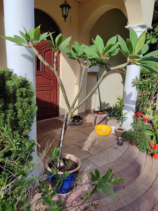 PLUMERIA RÓŻOWA 160 cm Kwiat LEI, Hawajski kwiat zaślubin