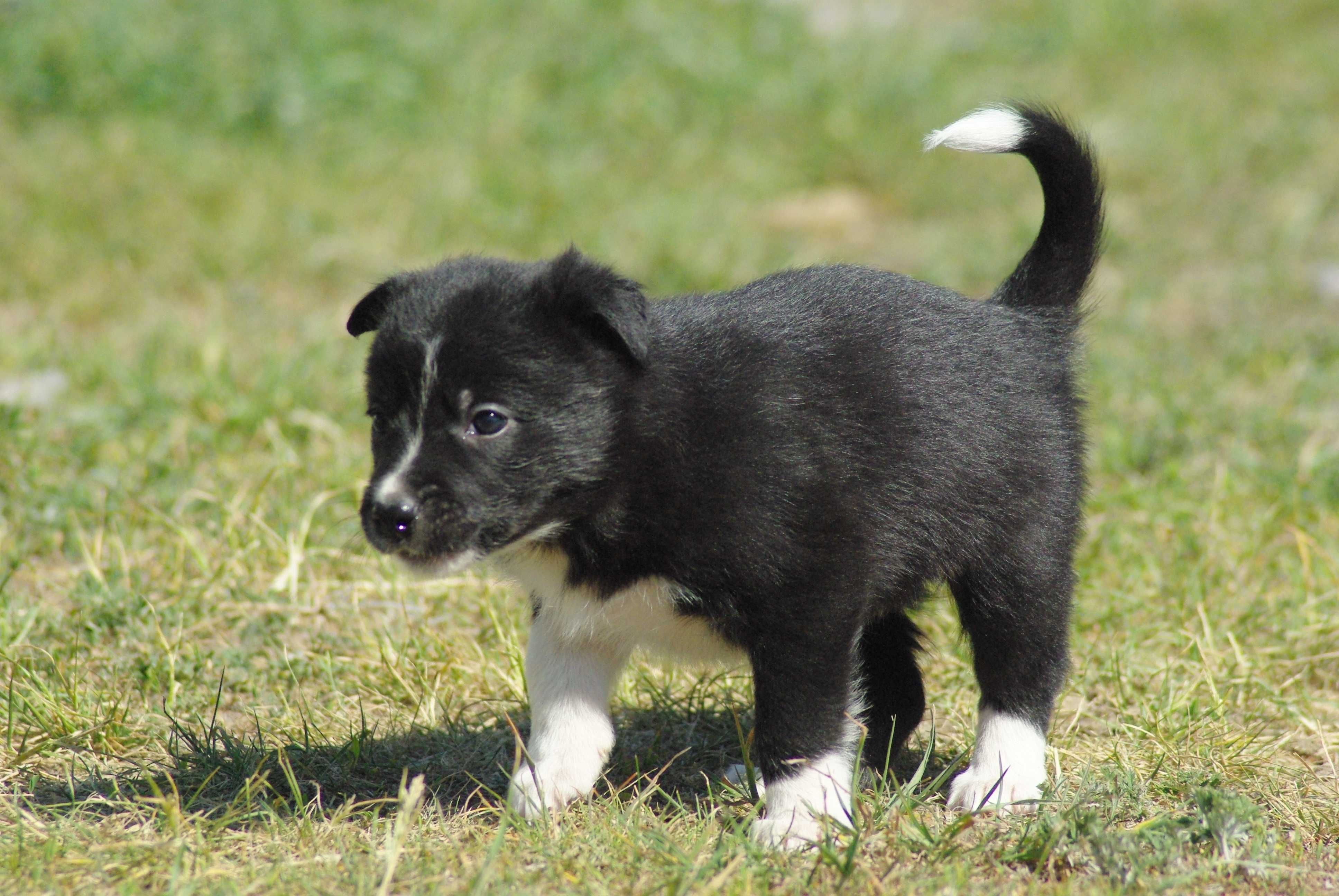 border collie suczka super do zaganiania, pasienia Rodzice FCI/ISDS