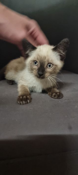 Dou gatinho Siamês lindo