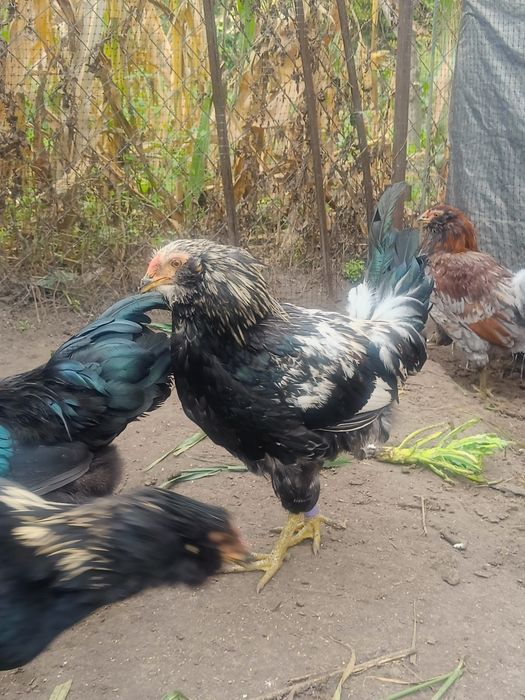 Півники різних порід та віку