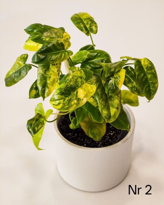 Philodendron Burle Marx Variegata