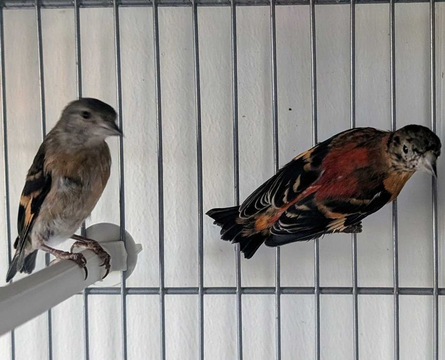 Para cedendência ou troca Cardinalitos 2025