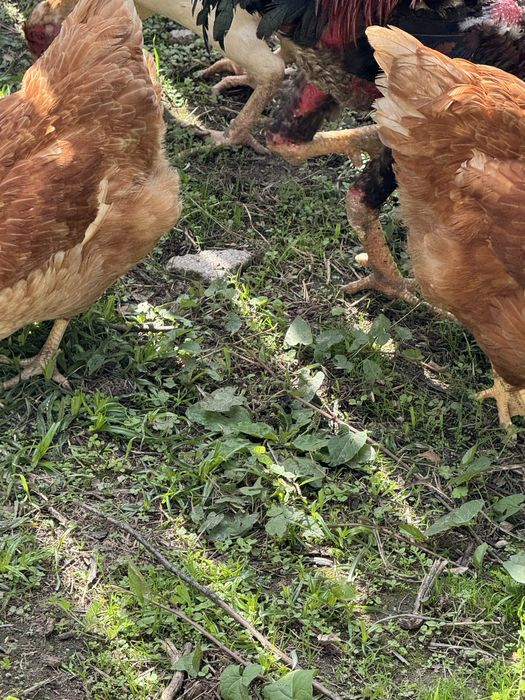 Vendo trio de patos mudos e casal indio