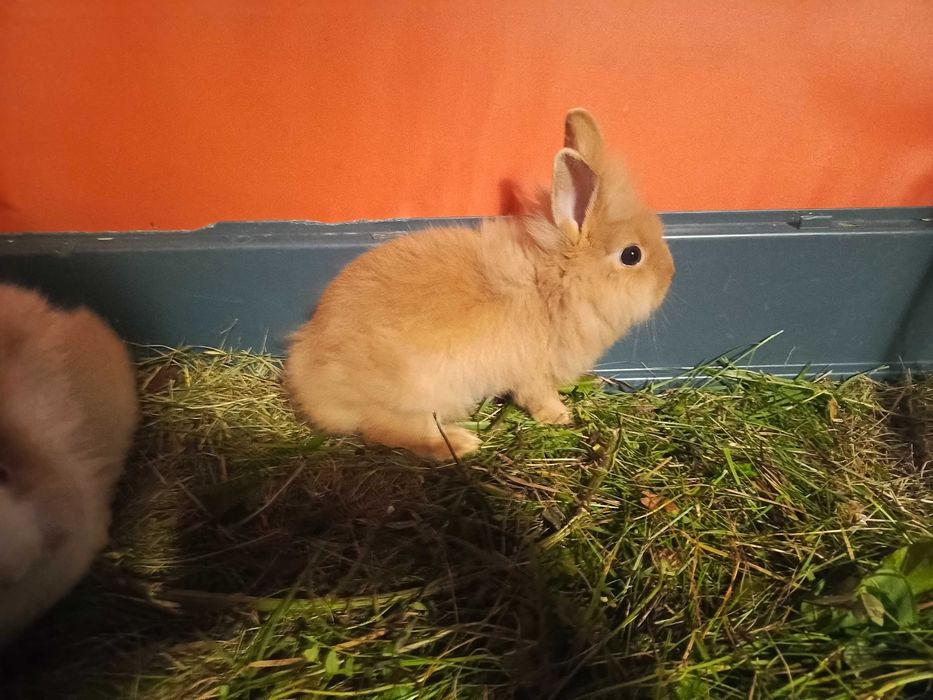 Królik miniaturka - króliki miniaturki