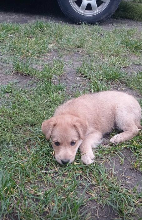 Oddam za darmo pieski