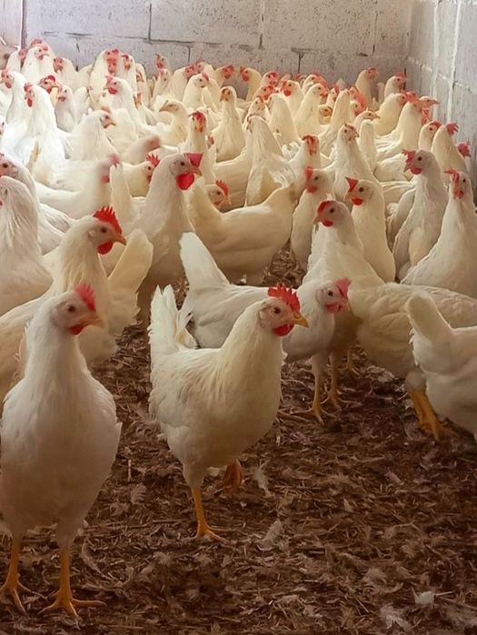 Kury Leghorn 23tyg Leghorny z jajkiem