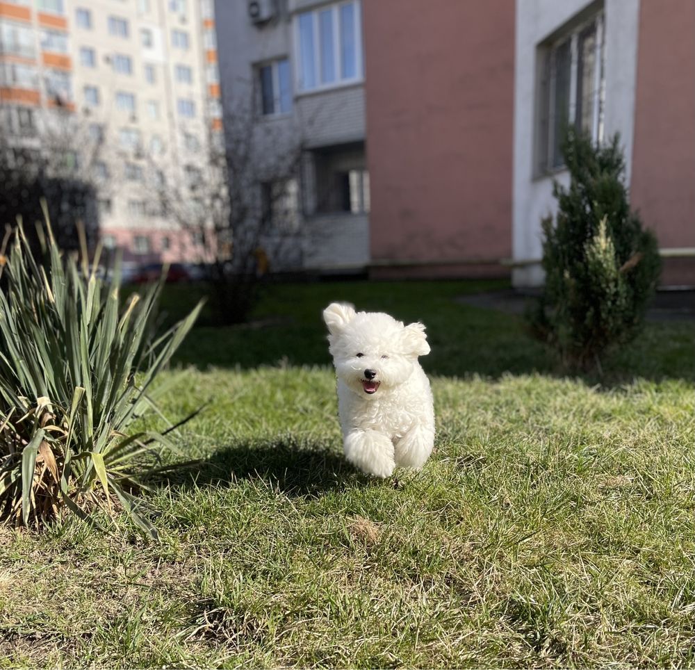 Цуценя хлопчик бішон фрізе