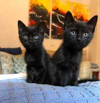 2 Gatinhas para adotar pretas com 1 mês e meio
