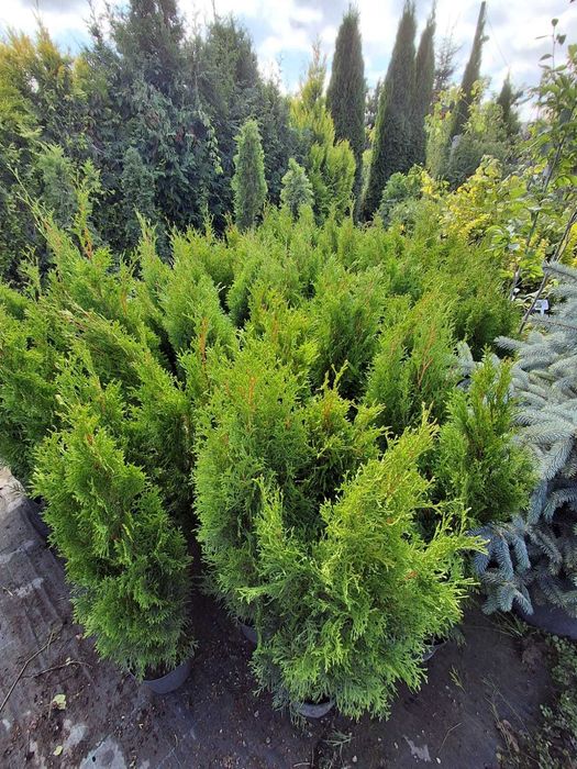 Thuja Żywotnik SZMARAGD- smaragd
